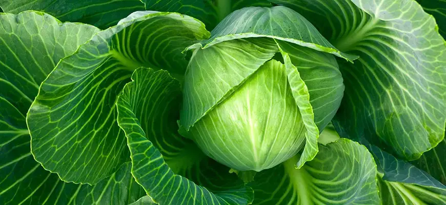 How To Grow Hydroponic Cabbage