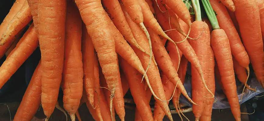 How To Grow Hydroponic Carrots