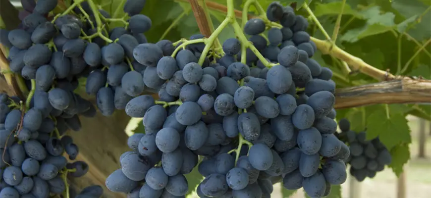 How To Grow Hydroponic Grapes