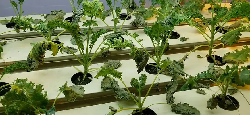 How To Grow Hydroponic Kale