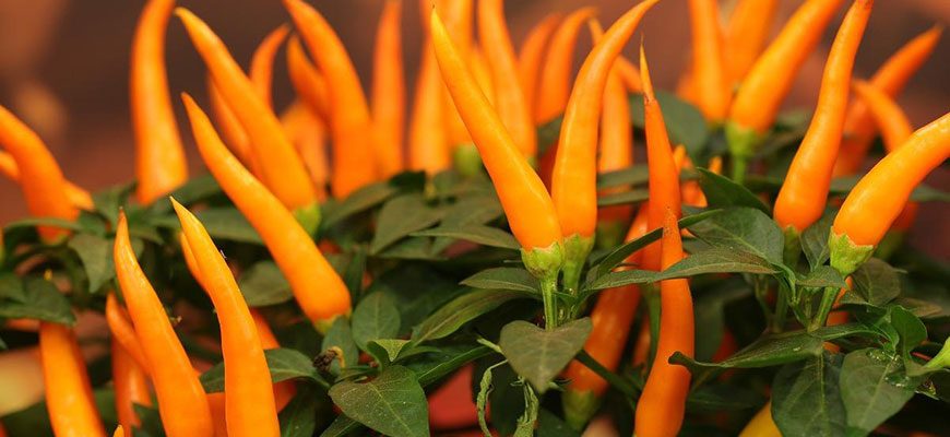 How To Grow Hydroponic Peppers