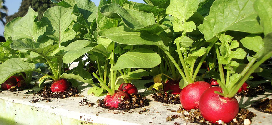 How To Grow Hydroponic Radish