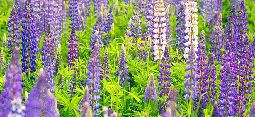 how to grow lupine plants