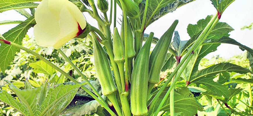 How To Grow Okra From Seed To Harvest