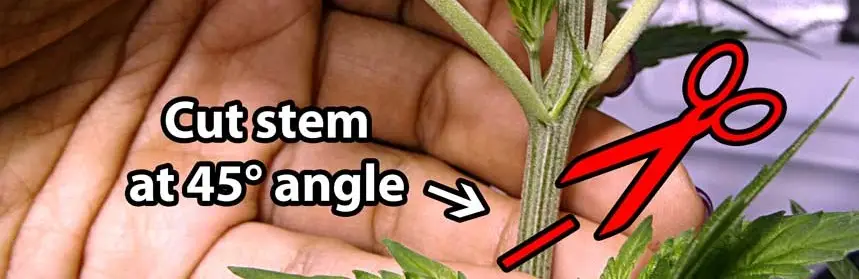 monster cropping plants