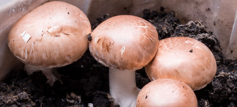 How To Grow Mushrooms In Your Own Home