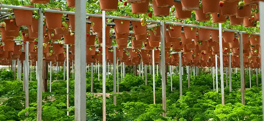 How Many Plants Can I Grow?