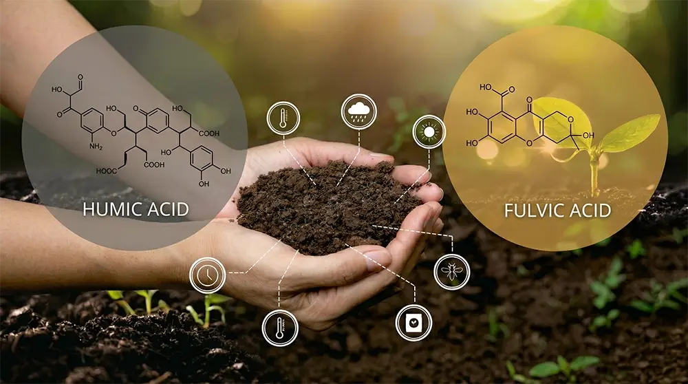 Humic Acid vs Fulvic Acid