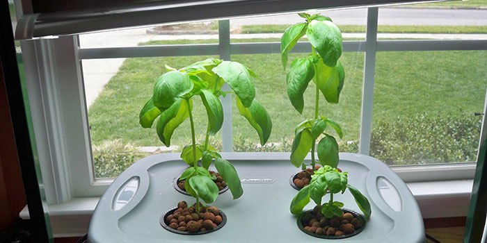 hydroponic basil hydroponic basil growing
