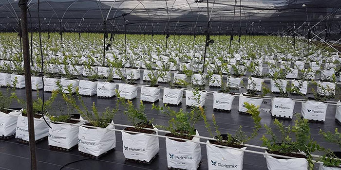 hydro-blueberries Tips & Tricks For Growing Hydroponic Blueberries