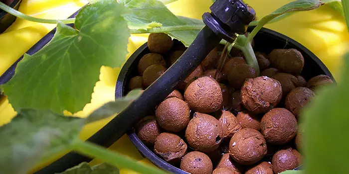 What Is Hydroponics?