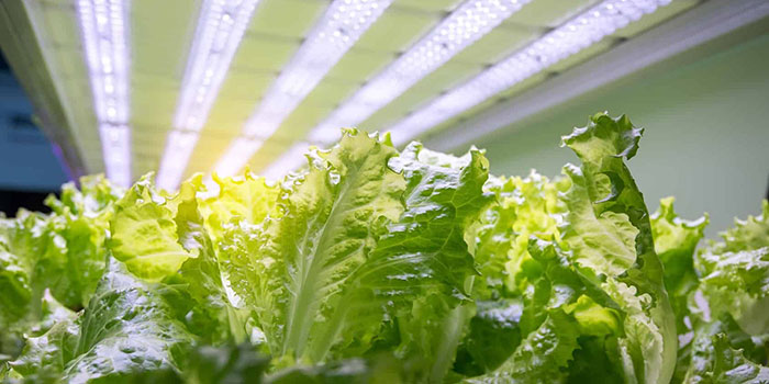 lettuce-light How Much Light Does Hydroponic Lettuce Need?