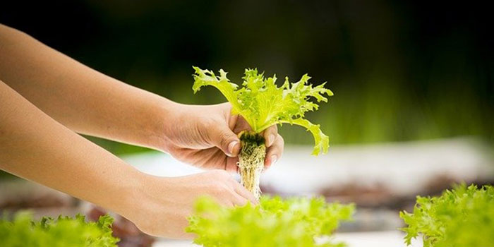 hydro-lettuce How Long Does Lettuce Take To Grow Hydroponically?