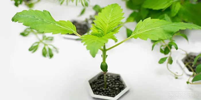 The Debate Against Organic Hydroponics