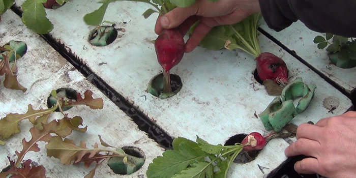 hydro-radish growing radish hydroponically