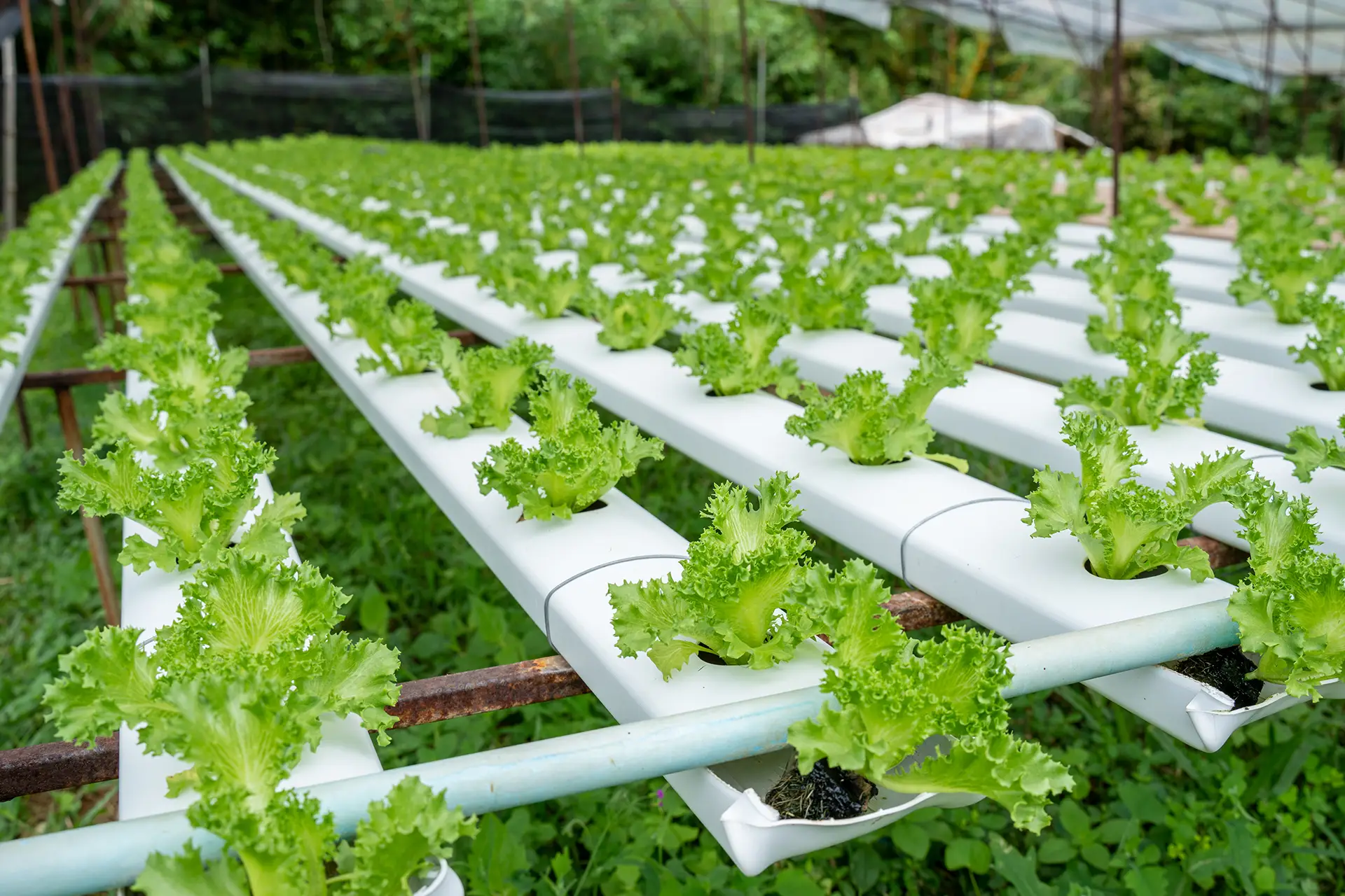 Hydroponic vegetables growing in a smart greenhouse