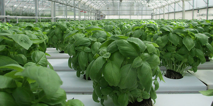 hydro-basil How Long Does Basil Take To Grow Hydroponically?