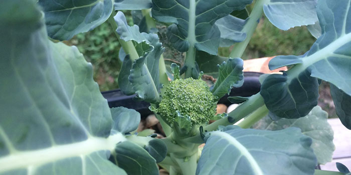 caring-broccoli Caring For Your Hydroponic Broccoli