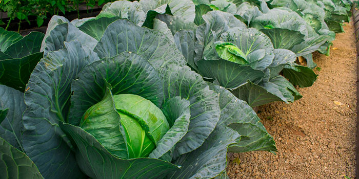 Why Grow Hydroponic Cabbage