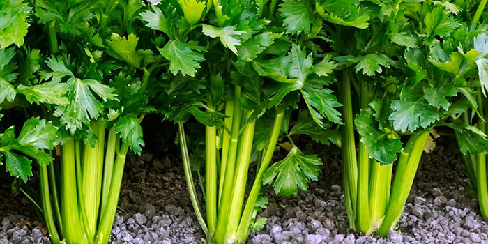 celery Can Celery Be Grown Hydroponically?