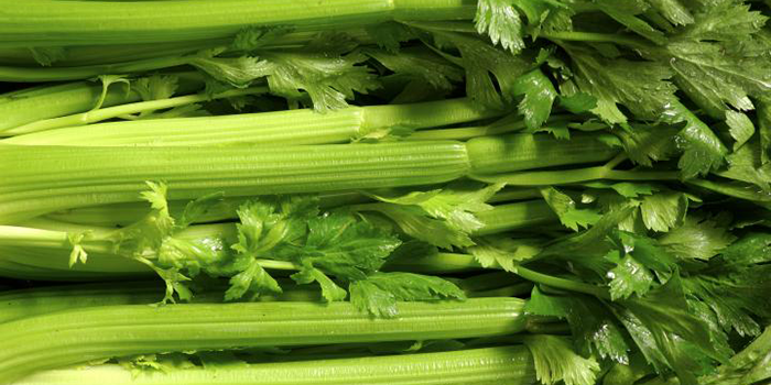 hydroponic-celery-crop Hydroponic Celery Propagation - Seeds vs Clones