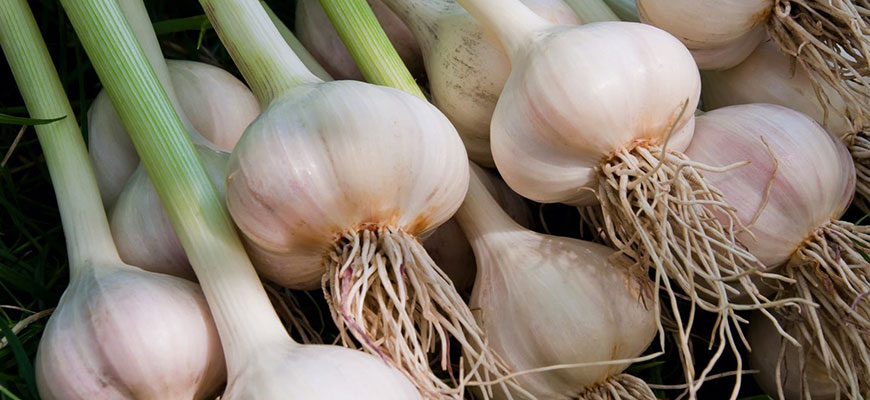 How To Grow Hydroponic Garlic