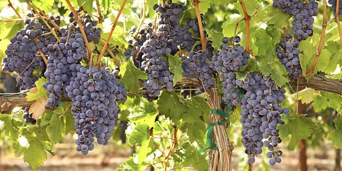 hydro-grapes What Type Of System Is Best For A Hydroponic Grapes Production?