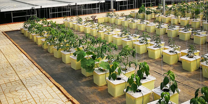 hydroponic-grapes Hydroponic Grapes Propagation - Seeds vs Clones