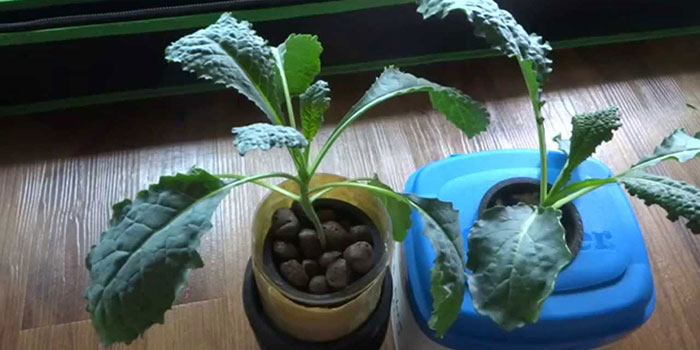 kale What Are The Benefits Of Growing Kale Hydroponically?