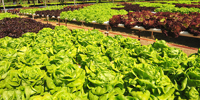 bitter-lettuce Why Is My Hydroponic Lettuce Bitter?