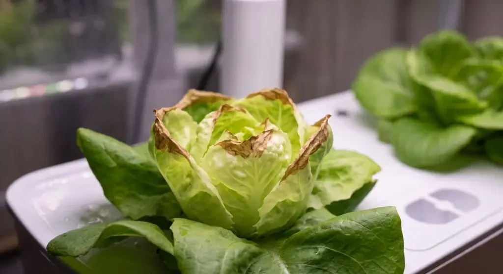 Brown leaf tip burn on inner lettuce leaves caused by calcium deficiency and poor airflow