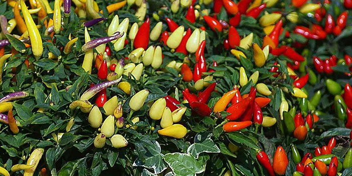hydro-peppers How Long Does It Take To Grow Peppers Hydroponically?