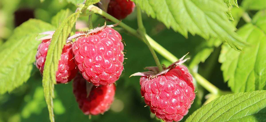 how to grow hydroponic raspberries
