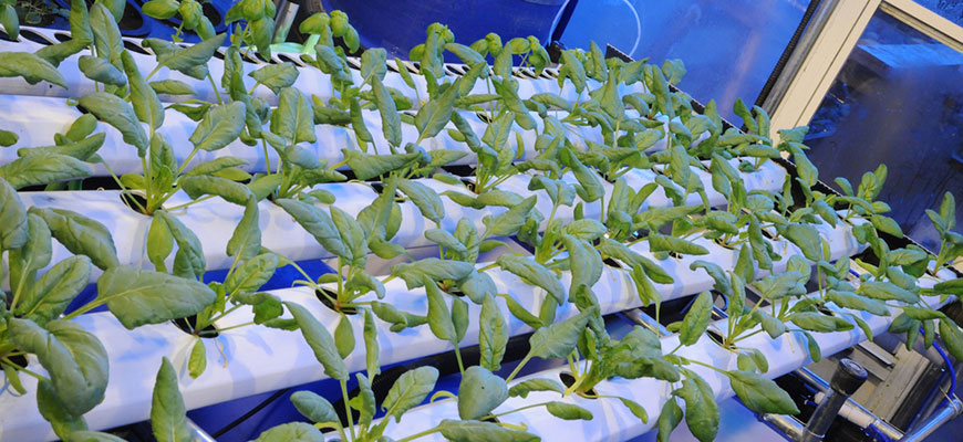 How To Grow Hydroponic Spinach