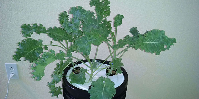 hydro-kale How To Grow Kale Hydroponically - Step By Step Guide