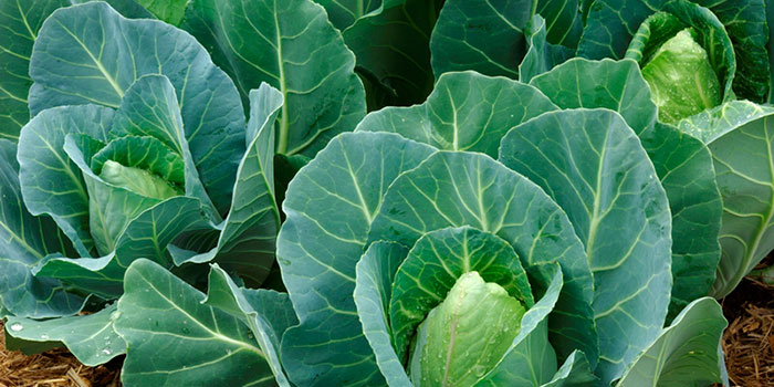 Can Cabbage Be Grown Hydroponically?