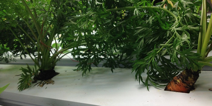 hydroponic-carrot-garden Tips & Tricks For Growing Hydroponic Carrots