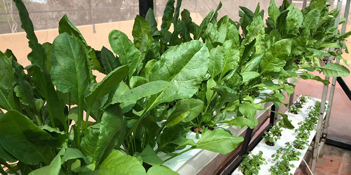 spinach-variety Start By Choosing The Best Hydroponic System For Spinach?
