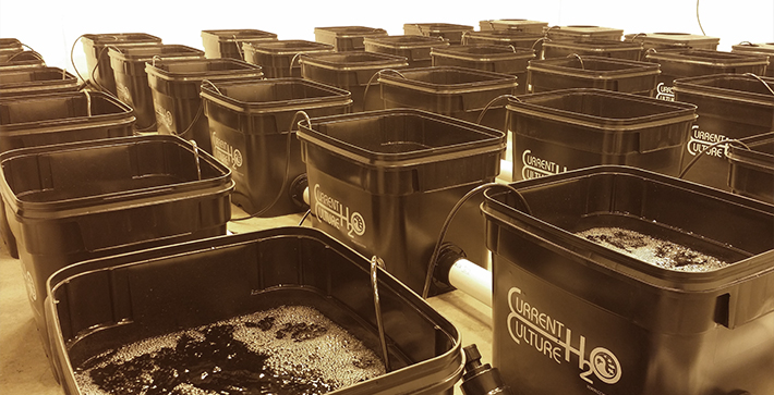 Maintaining The Environment & Hydroponic System