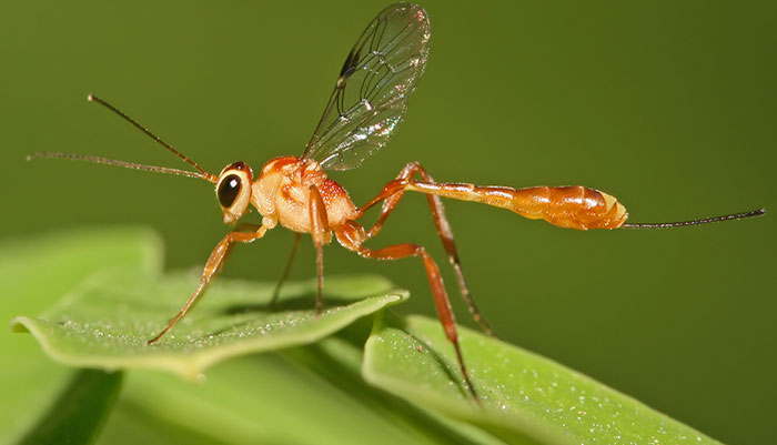 beneficial-bugs Introduce Some Beneficial Bugs