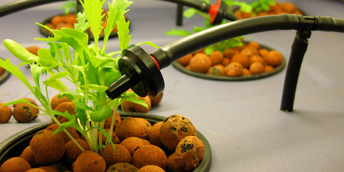 herbs Why Start An Indoor Hydroponic Herb Garden?