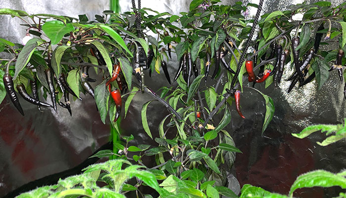 hydroponic-peppers How Much Light Do Hydroponic Peppers Need?