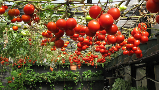 how to grow tomatoes how to grow hydroponic tomatoes