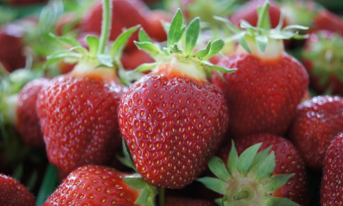 hydroponically grown strawberries