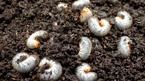 june bugs grubs are white, curled up critters you can find in your grow media