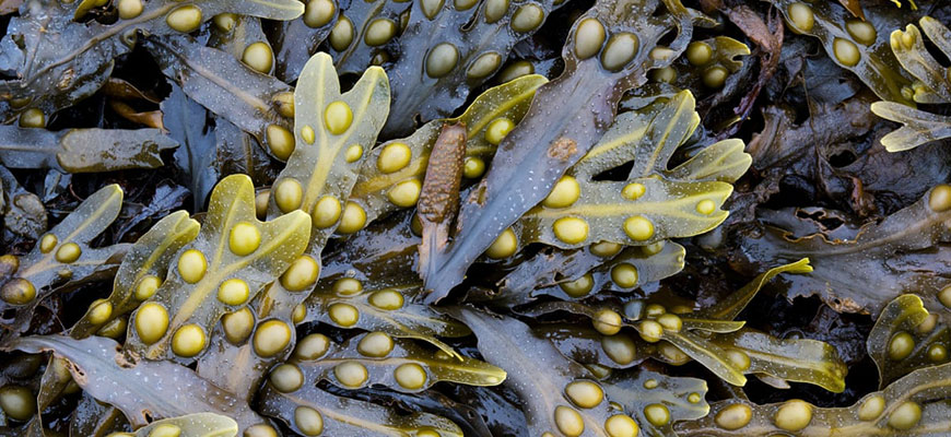 kelp meal for plants