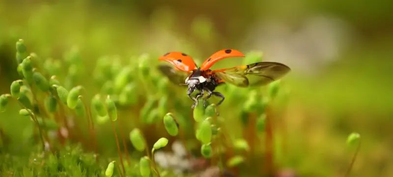 Ladybugs On Plants