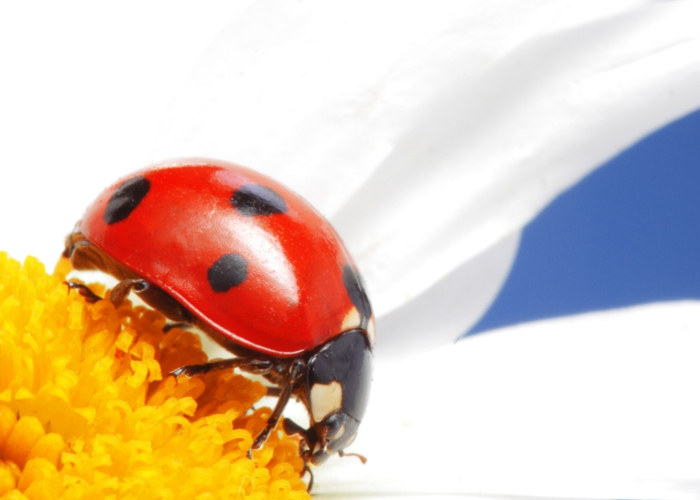 Red Ladybug LadyBugs on Flower