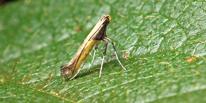 kill leafminers on plants fast