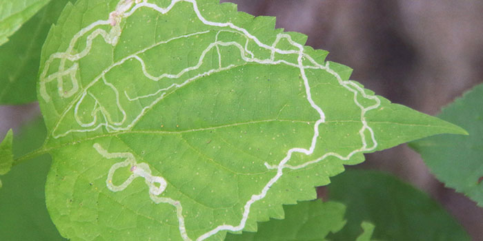 killleafminers on plants fast